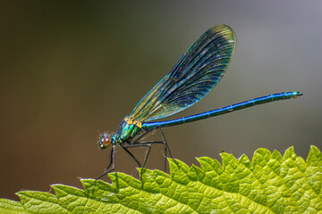 damigella blu