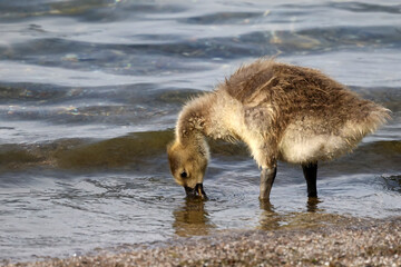 Fototapeta premium Baby half grown Canada Geese goslings playing in lakefront water on a birght sunny day. Riding waves, preening and eating water plants