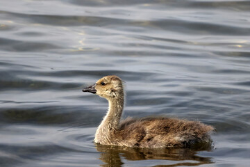 Baby half grown Canada Geese goslings playing in lakefront water on a birght sunny day. Riding waves, preening and eating water plants