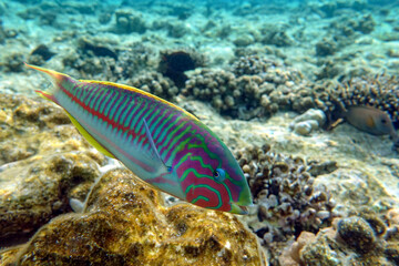 Naklejka na ściany i meble Coral fish - Wrasse -Thalassoma Klunzingeri, Red Sea