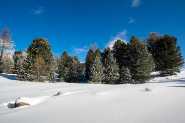 View of winter forest in Altay mountains