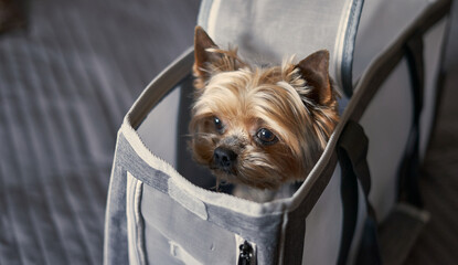 Yorkshire Terrier dog sitting in a travel carrier, travel dog