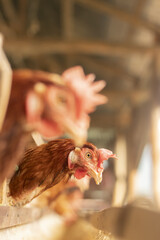 Chicken eggs heather on farm