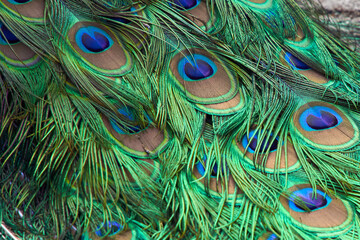 peacock feathers laying from the tail