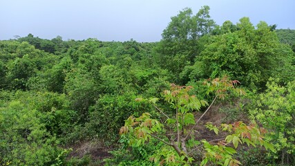 trees in the forest