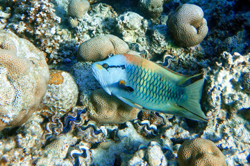 Slingjaw wrasse (epibulus insidiator)  in the Red Sea 