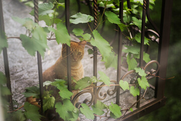 Red cat sitting on the balcony