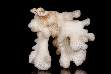 Macro mineral stone Chalcedony geode on black background