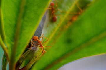 Big ants in the tree and leaf macro
