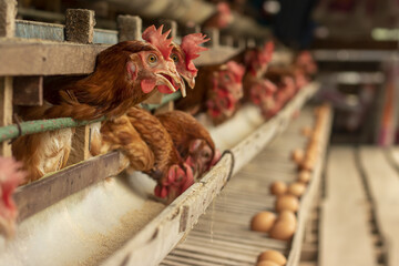 Chicken eggs heather on farm