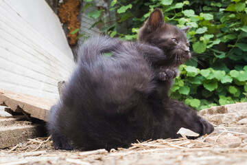 Two black kittens play in the garden