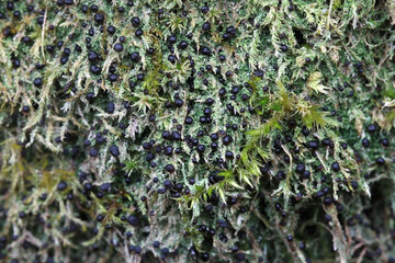 Mycobilimbia tetramera, also called Bacidia fusca, known as Four-celled Moss Dot, lichen from Finland