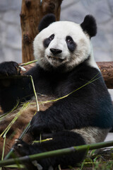 Fototapeta premium Giant panda bear ( Ailuropoda melanoleuca) eating bamboo