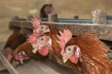 Chicken eggs heather on farm