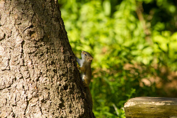 Red Squirrel climbing a spruce tree in woodland forest