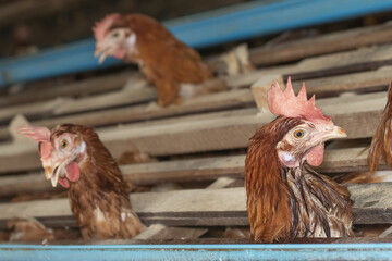 Chicken eggs heather on farm
