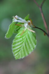Fagus sylvatica, known as European beech or common beech, close-up of  new leaves
