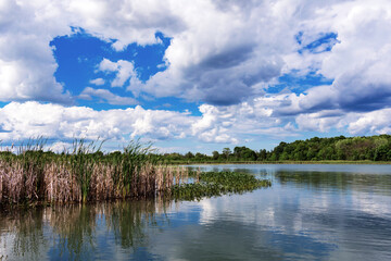 Looking out over a rural Wisconsin lake, Ashippun Lake in Waukesha county.  Cumulus clouds are reflected in the calm waters.  Shoreline is covered by cattails and lilly pads.
