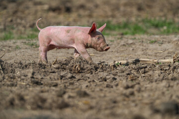 Glückliche Schweine mit Ferkeln
