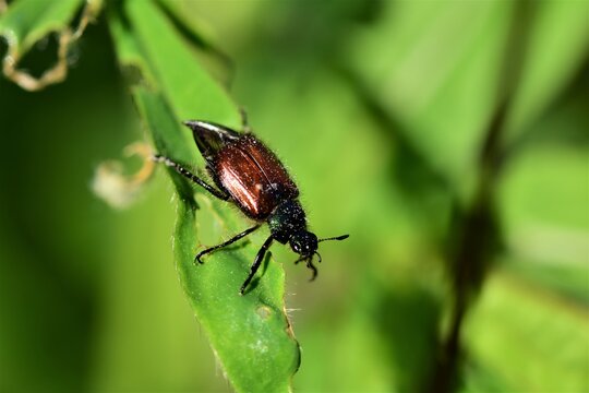 Garden foliage beetle - Phyllopertha horticola on a green leave