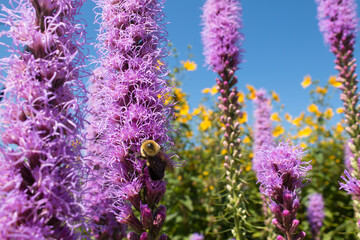 Bumble bee pollinates prairie blazing star wildflowers in a summer prairie garden