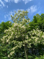 Fototapeta premium tree in spring