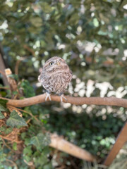 owl on tree