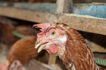Chicken eggs heather on farm