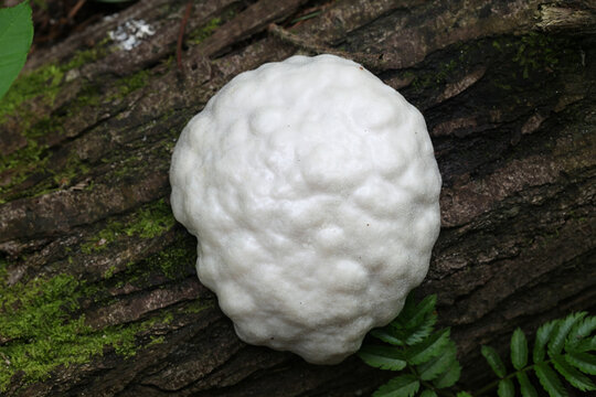 Reticularia lycoperdon, also called Enteridium lycoperdon, commonly known as the false puffball, slime mold from Finland
