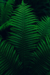 fern leaves