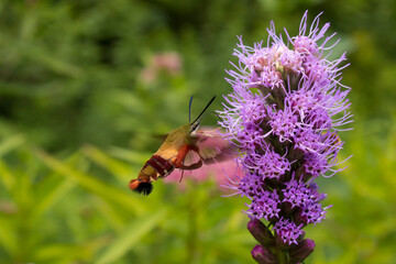 Hummingbird moth pollinates prairie blazing star wildflowers in prairie garden