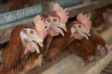 Chicken eggs heather on farm
