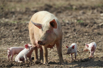 Glückliche Schweine mit Ferkeln - obrazy, fototapety, plakaty