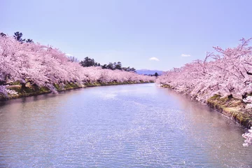 Foto op Canvas cherry blossom © MISA