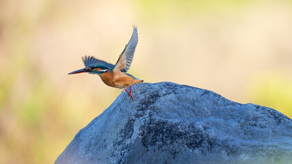kingfisher taking off from river rock
