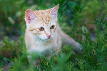 Naklejka na ściany i meble Tabby ginger kitten with a long mustache on sunny day. Ginger cat kid animal on the grass.