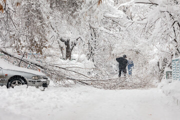 The tree along the walkway broken due to heavy snow in winter. A man removes snow in the distance.