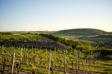 Galgenberg und Siefersheimer Horn