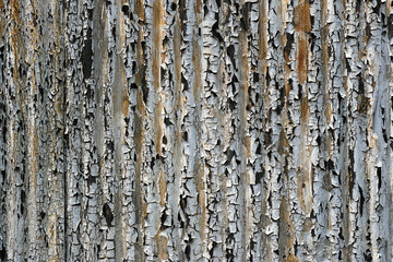 Obraz premium 朽ちた板