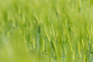 Fototapeta na wymiar Junge Getreidepflanzen Gerste
