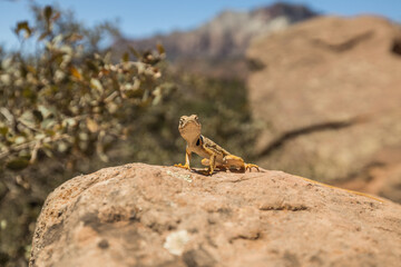 A western banded lizard on a rock in the desert. This small reptile was found in Utah.