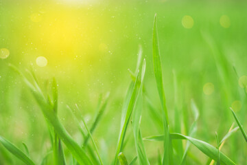 Creative bokeh background image of blurry green blades of grass in sunlight. Copy space, selective focus
