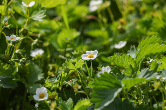 Blühende Erdbeerpflanzen Erdbeere Blüte