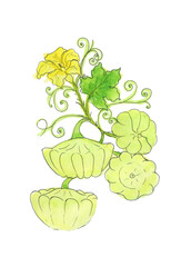 Zucchini with leaves.Plant, watercolor drawing, vegetables, isolated, Autumn harvest.Yellow vegetable.Drawing for postcard design, sublimation.