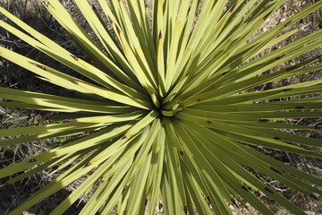The decorative spikes of a young Joshua tree,  growing in the Mojave Desert, Antelope Valley, California.