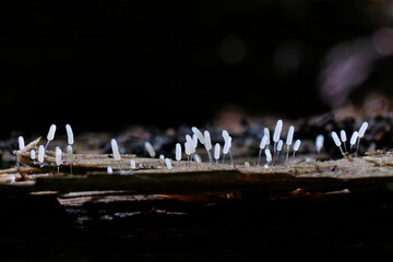 Amazing slime mold Stemonitopsis typhina - slime molds are interesting organisms beetwen mushrooms and animals  