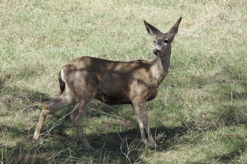 A mule deer doe roaming the Tehachapi Mountains, in Stallion Springs, California.