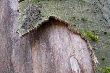 Die Rinde einer kranken Buche