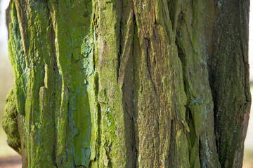 Die raue Rinde einer Weide