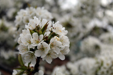 Beautiful blossom with extending and connecting branches. Pastel background. Shallow depth of field. Spring time in nature with blooming tree.